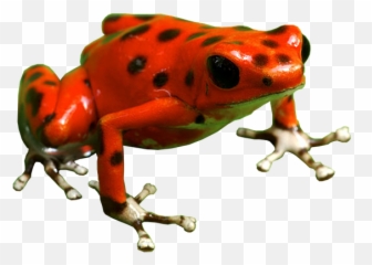 Iucn Red List Species Have Names That - Poison Dart Frog Png Emoji,List Of Emotions