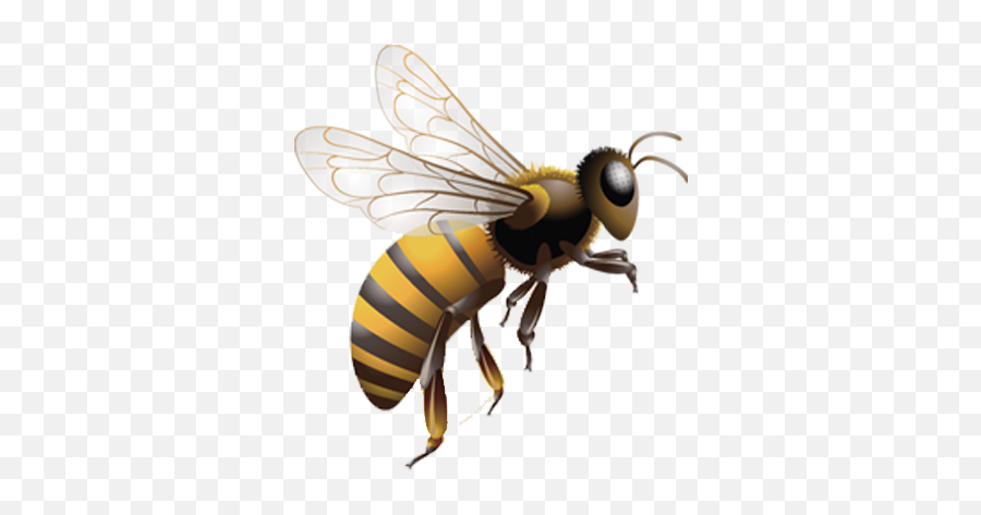 Jpg Library Honey Bee Insect Beehive Clip Art In - Bee Transparent Background Emoji,Honey Bee Emoji