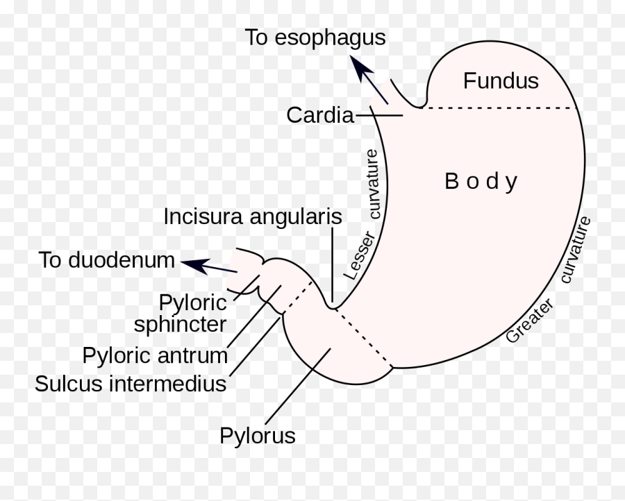 Angular Incisure - Wikipedia Dot Emoji,Emotions Of The Splenic Flexure