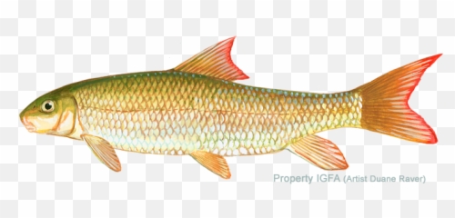 Shorthead Redhorse Png Image With No - Golden Redhorse Emoji,Fish Horse Emoji