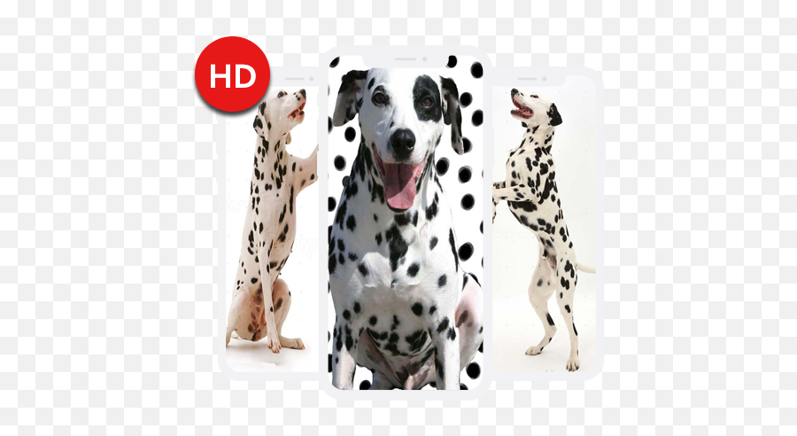 Dalmatian Dog Wallpapers Hd 11 Apk Download - Com Dot Emoji,Ghetto Emoji Keyboard