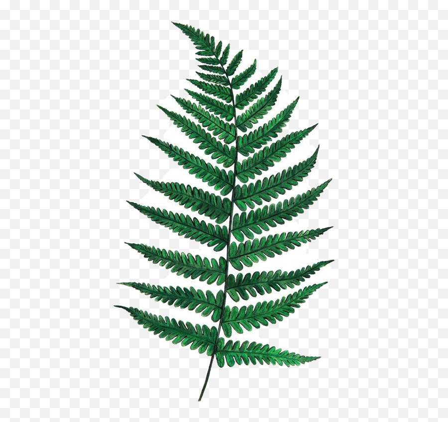 Fern Long Greenleaves Green Leaves Sticker By - Vertical Emoji,Fern Emoji