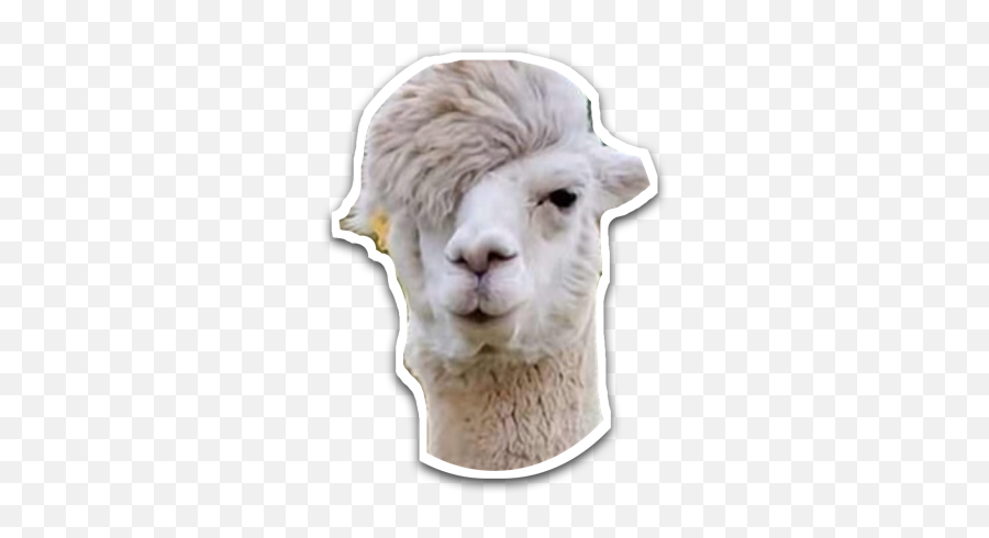 Imoji On Twitter Twaimz We Agree But This Should Hold - Animal With Cool Hair Emoji,Sheep Emoji