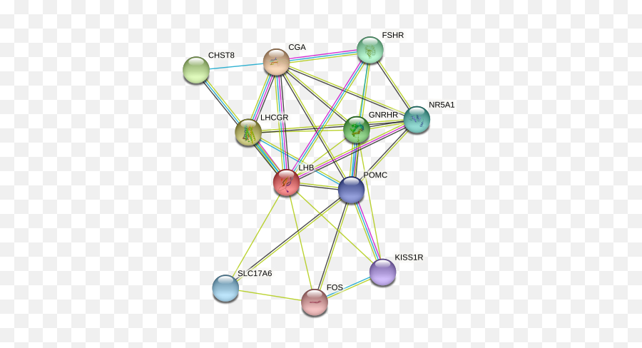 Lhb Protein Bos Taurus - String Interaction Network Emoji,Wild Turkey Emotion