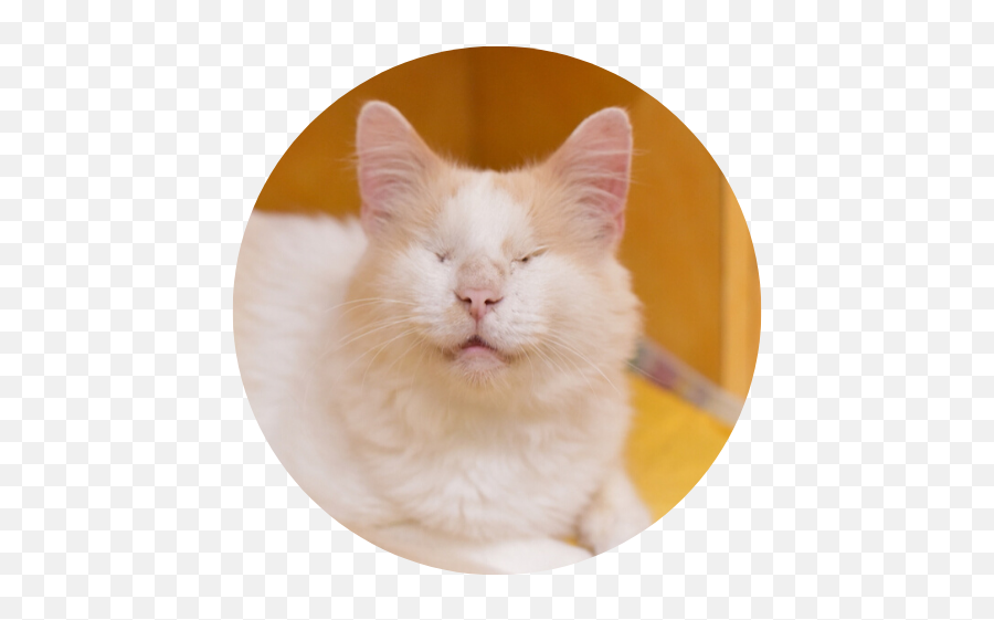 Austin Pets Alive Adopt - Cat Emoji,Jaap Animal Emotion