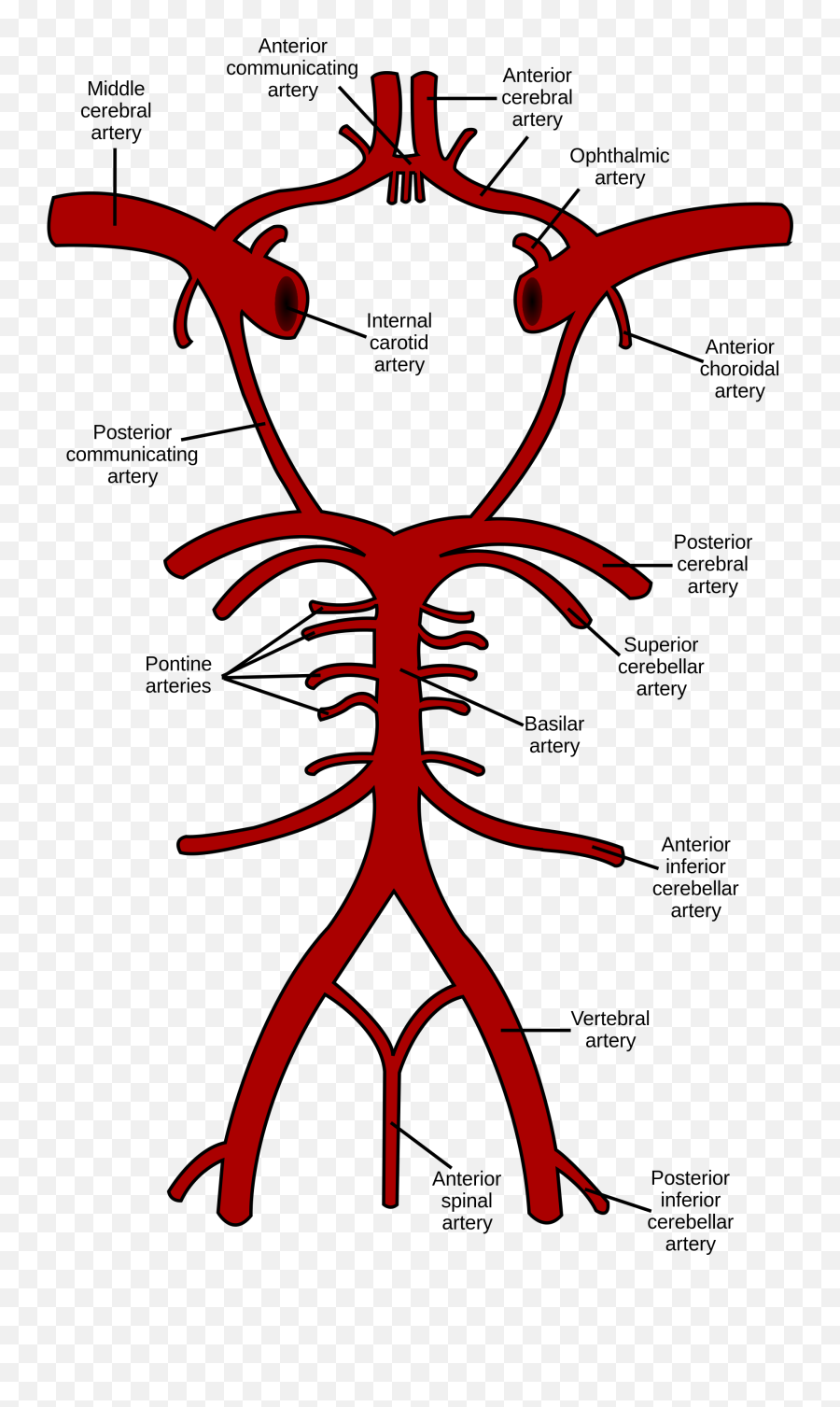 Human Brain - Circle Of Willis Emoji,Wordbrain Emotions Level 3