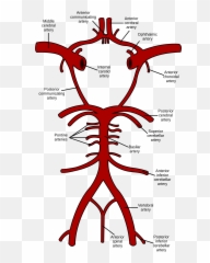 Human Brain - Circle Of Willis Emoji,Wordbrain Emotions Level 3