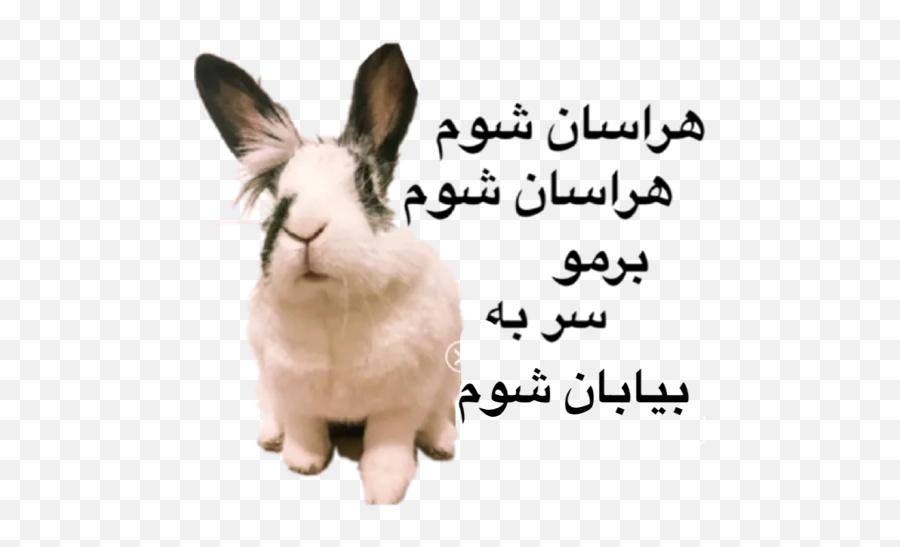 Tini Khargooshe By Tini Shirini Bunny - Sticker Maker For Emoji,Text Based Rabbit Emoji
