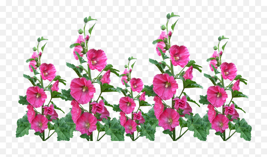 Download Free Photo Of Hollyhocksflowersgardenblooming Emoji,Emoji Downloads Flowers