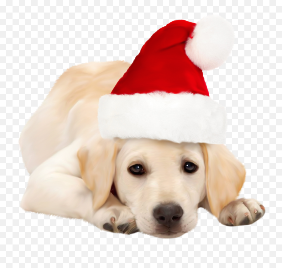 Clipart Dogs Xmas Clipart Dogs Xmas Transparent Free For - Santa Hat On Dog Emoji,Dog Emoji Png