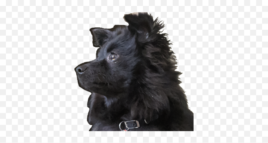 Explore Fosstodon - Fosstodon Martingale Emoji,Emoticons 1f601 Explore Fosstodon - Fosstodon Martingale Emoji,Emoticons 1f601