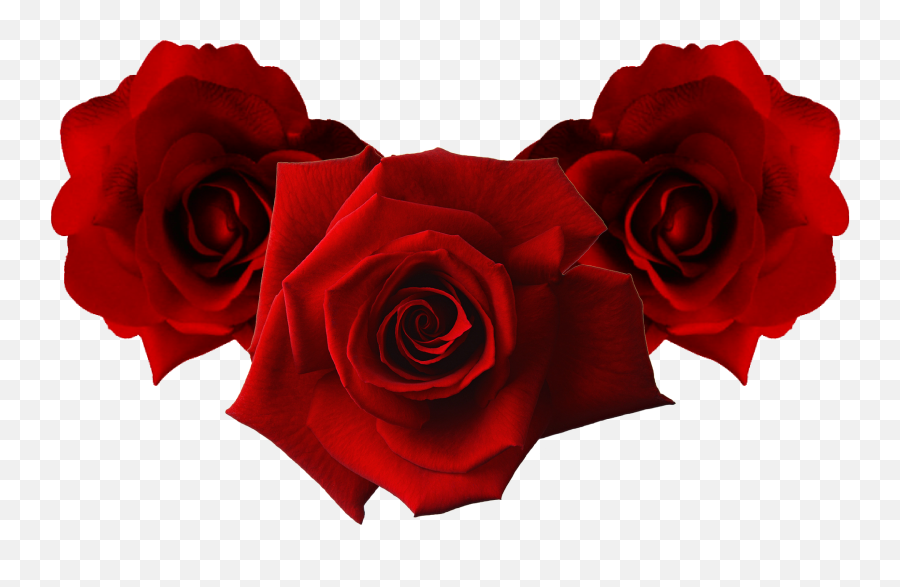 Red Rose R Emoji,Deep Emotions Roses