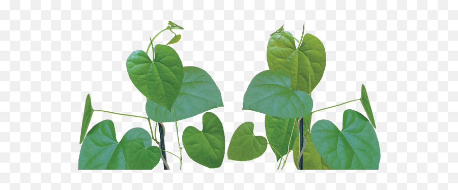 Poison - Medicinal Uses Of Giloy Emoji,Poison Ivy Leaf Emoticon