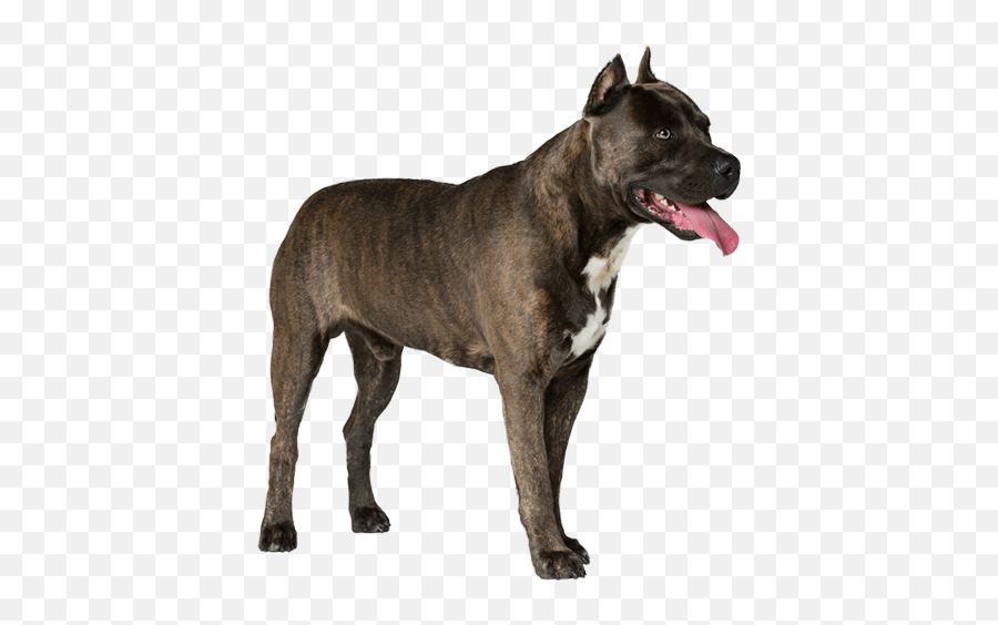 American Staffordshire Terrier Dog Breed Facts And - Do American Staffordshire Terriers Stop Growing Emoji,Shes American Copy The Emotion