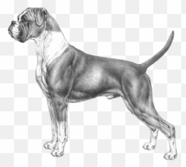 Boxer - Pedigreed Breeds Dogwellnetcom Boxer Cane Emoji,Boxer Emoji