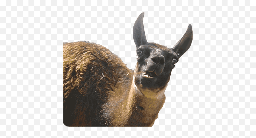 Animal Photobombs - Free Classic Horse Llama By Moments Do You Mean Its Not Friday Emoji,Llama Emoji Iphone