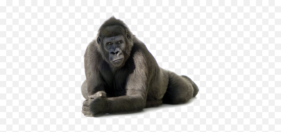 Png Images Gorilla - Gorilla Png Emoji,Gorrilla Emotions