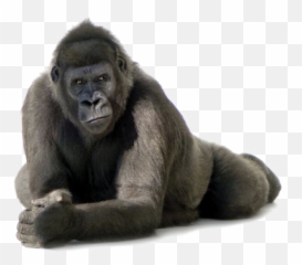 Png Images Gorilla - Gorilla Png Emoji,Gorrilla Emotions