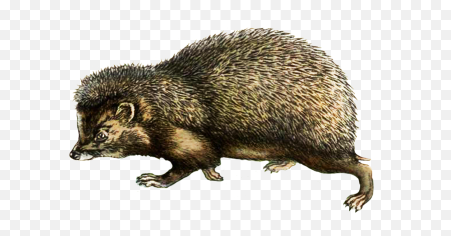 Hedgehog Clipart - Domesticated Hedgehog Emoji,What Does The Porxupine Emoticon