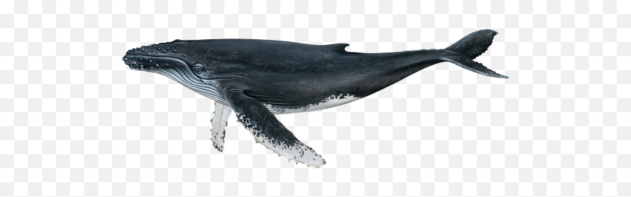 Washingtonu0027s Whales Goskagitcom - Humpback Whale Png Emoji,Whale Emoticon