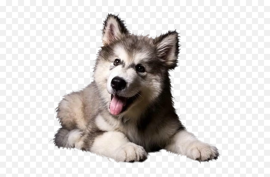 Husky Png Transparent Images Png All Emoji,Doge Emoticon Alpha Background