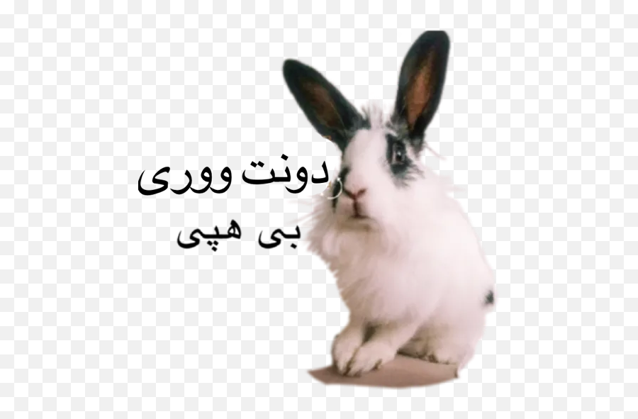Tini Khargooshe By Tini Shirini Bunny - Sticker Maker For Emoji,Text Based Rabbit Emoji