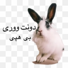 Tini Khargooshe By Tini Shirini Bunny - Sticker Maker For Emoji,Text Based Rabbit Emoji