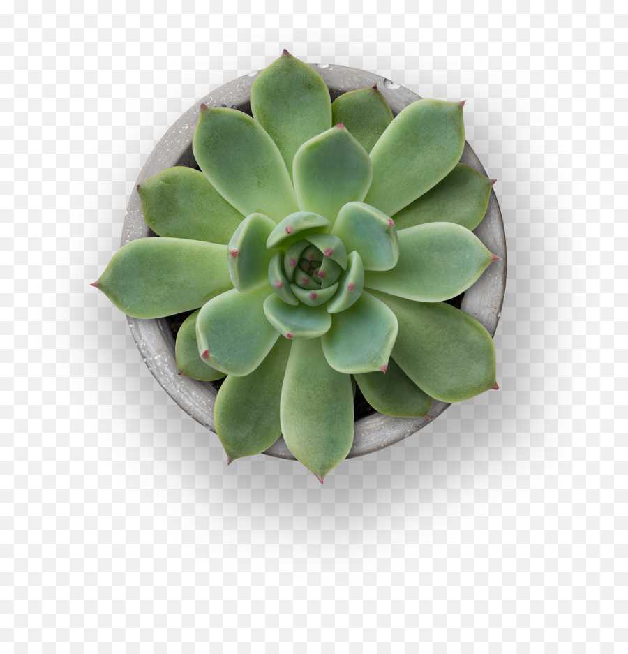 Itu0027s Time To Talk About Oab - About Overactive Bladder Oab Flowerpot Emoji,Don't Let Your Emotions Control You Itu0027s Time To Talk About Oab - About Overactive Bladder Oab Flowerpot Emoji,Don't Let Your Emotions Control You