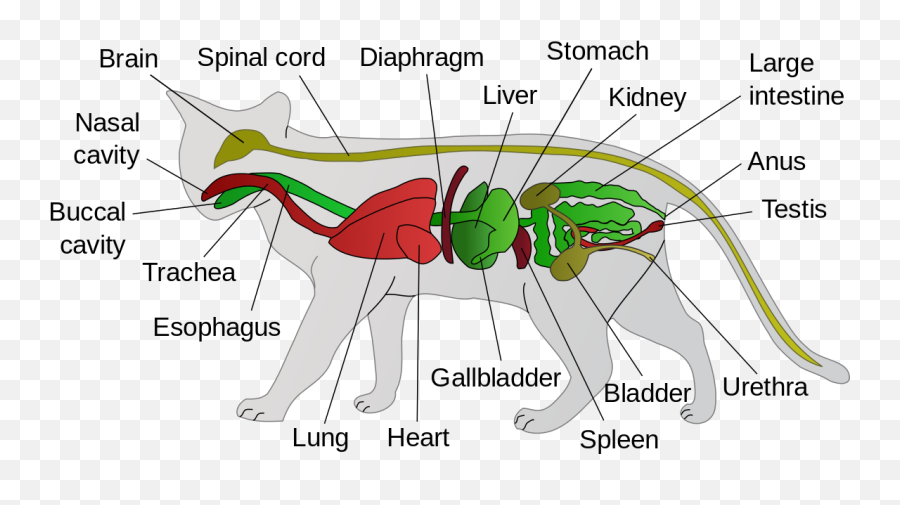 Feline Anatomy 101 - Anatomy Of A Cat Emoji,Cat Emotions Ear Chart