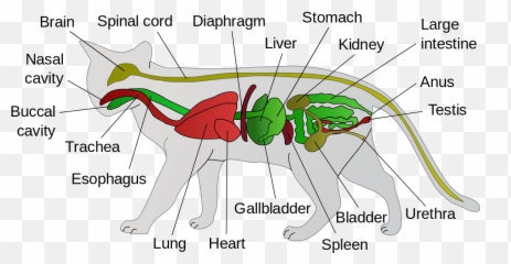 Feline Anatomy 101 - Anatomy Of A Cat Emoji,Cat Emotions Ear Chart