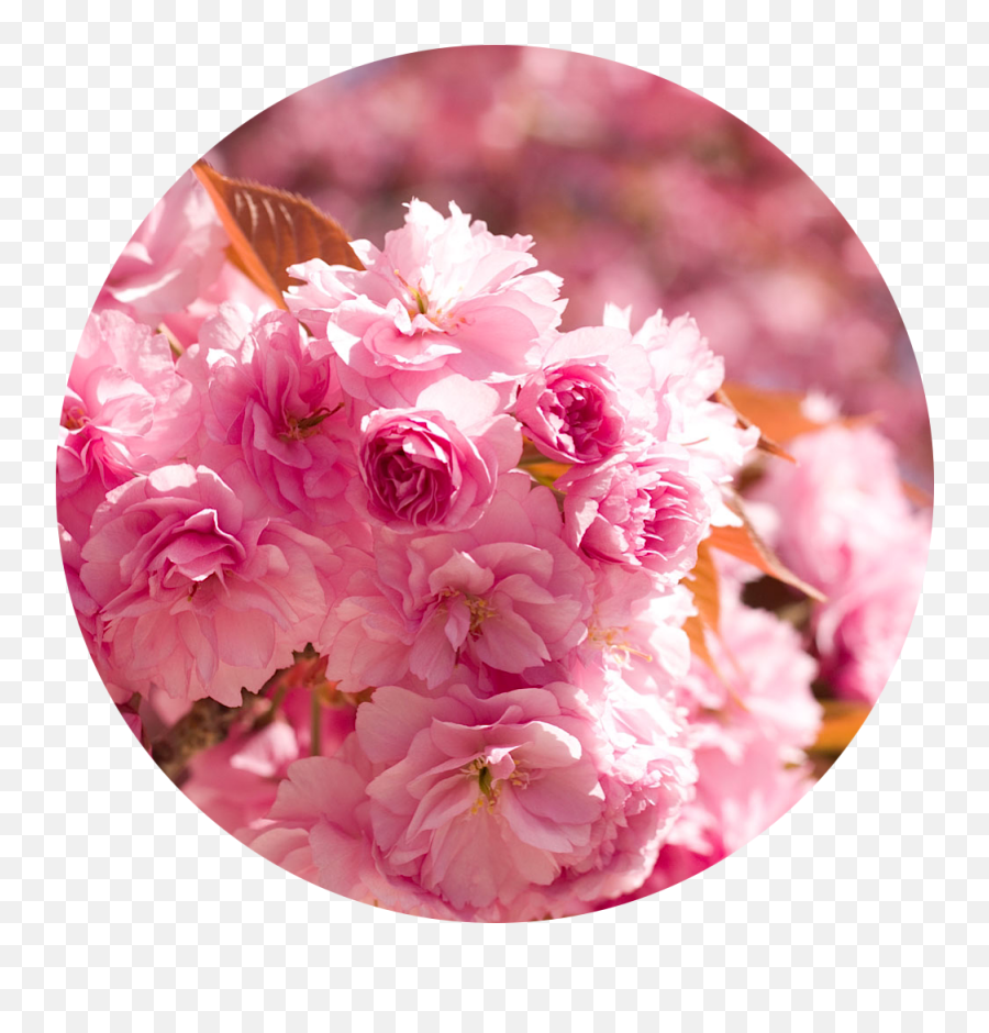 Color Meanings In 2020 - Girly Emoji,Pink Rose Emoticon Meaning