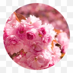 Color Meanings In 2020 - Girly Emoji,Pink Rose Emoticon Meaning
