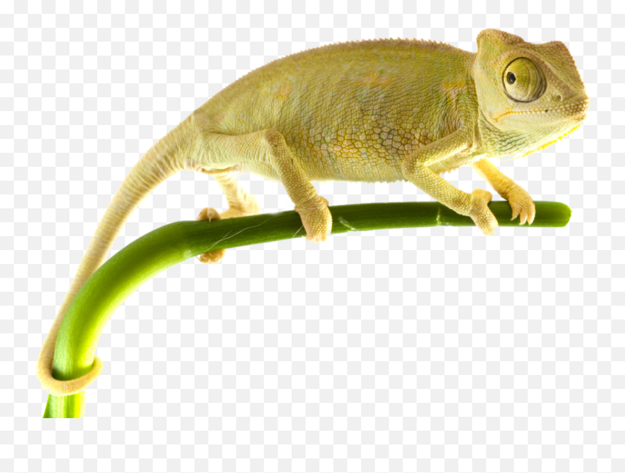 Officialpsds - Chameleons Emoji,Cameleon Emoji