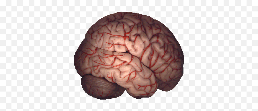 Neuroscience Resources - Ofc Brain Acc Pfc Emoji,Brain Emotion Gif