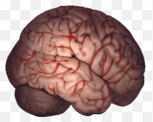 Neuroscience Resources - Ofc Brain Acc Pfc Emoji,Brain Emotion Gif