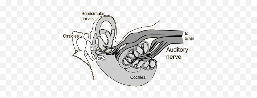 Deaf Can Hearu2026 By Amonakur - Auditory Nerve Emoji,Numb Emotions Binaural Beats