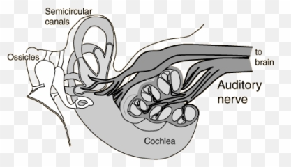 Deaf Can Hearu2026 By Amonakur - Auditory Nerve Emoji,Numb Emotions Binaural Beats
