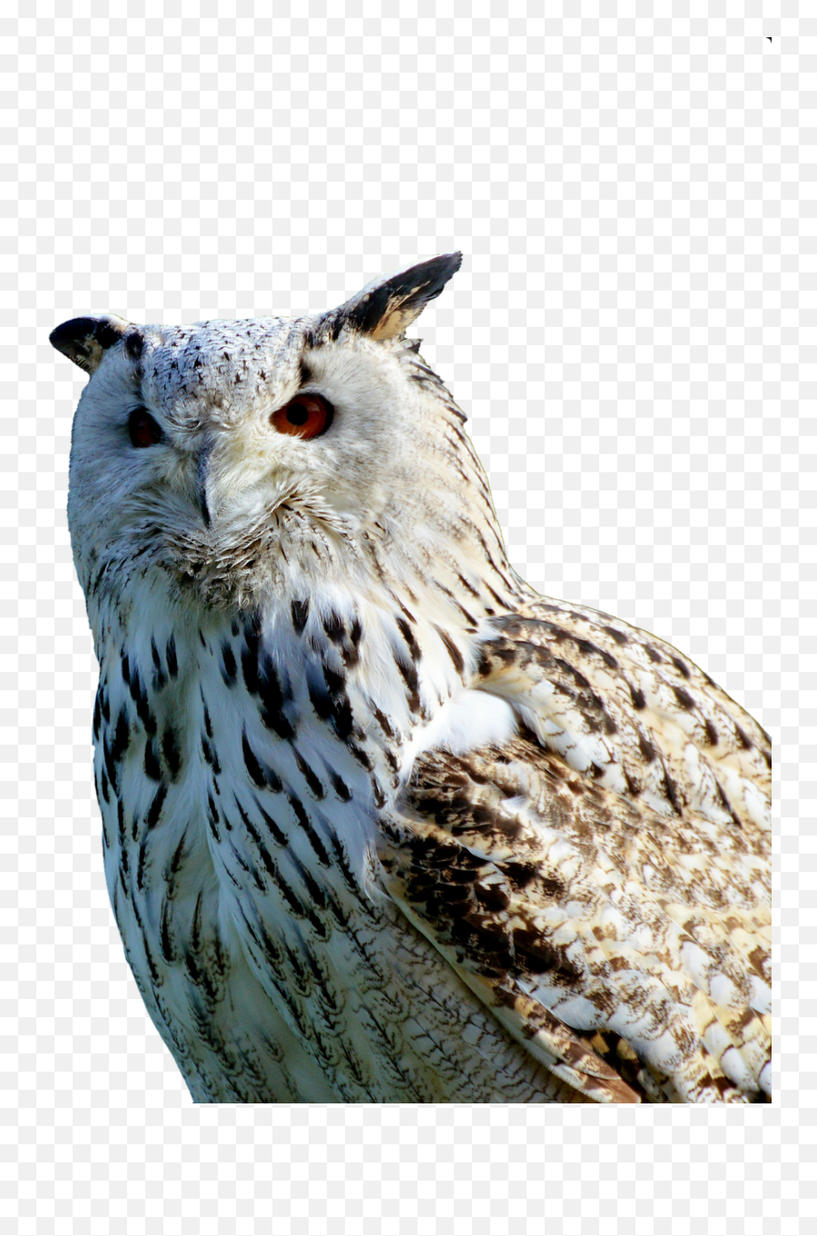 Barn Owl Owl Raptor Bird Plumage - Barbagianni Png Emoji,Owl Emoji For Iphone