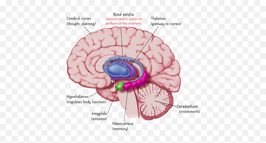 Amygdala Praten En Doen U2013 Praktijk Voor - Basal Ganglia In Brain Diagram Emoji,Amygdala Emotions