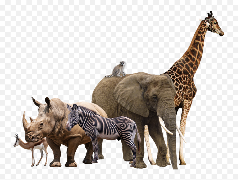Safari Animals Png - Animals Transparent Background Emoji,Emojis Animales
