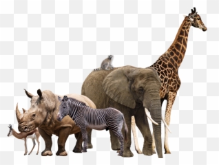 Safari Animals Png - Animals Transparent Background Emoji,Emojis Animales