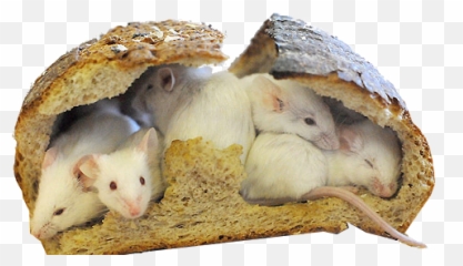 Drum On Tumblr - Rodents Emoji,How To Make Drum Emojis