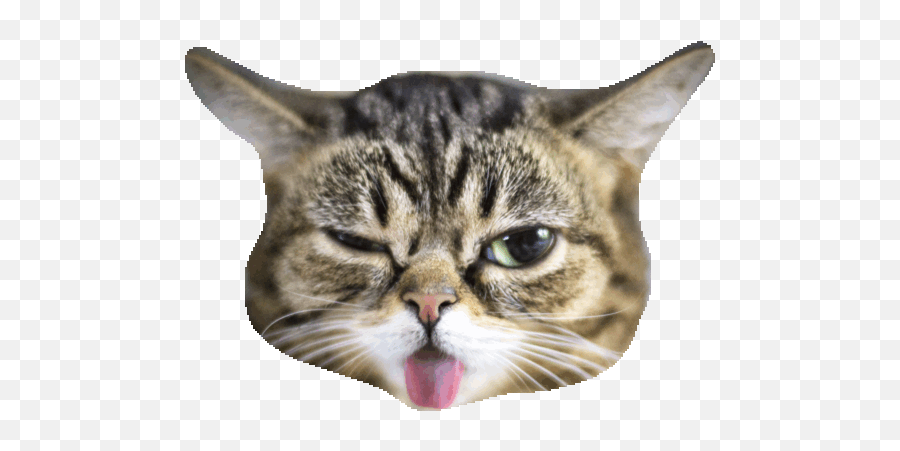 Top 30 Horny Cats Gifs - Cat Face Transparent Gif Emoji,Cat Head Emoticon
