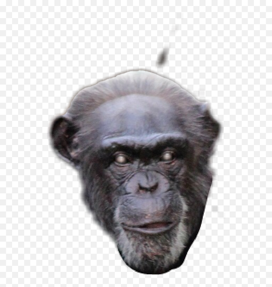 Goril Sticker By Rroca2013 Emoji,Chimpanzee Emoji Png