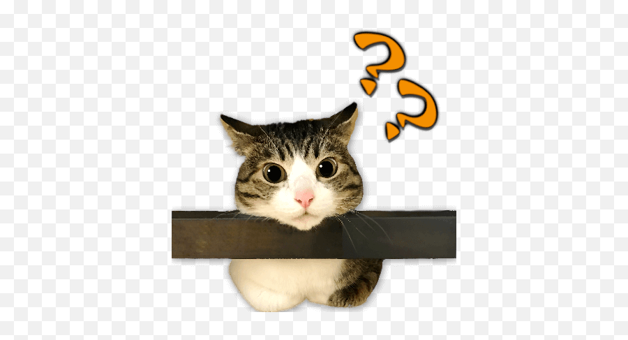 A Fun Cat Message Sticker By Ecnect Inc Emoji,Funny Cat Animated Emoticons