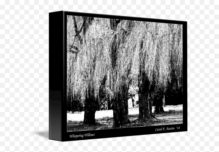 Whispering Weeping Willows Bw Fine Art Print By Carol F Austin Emoji,Black And White Headshots Emotion