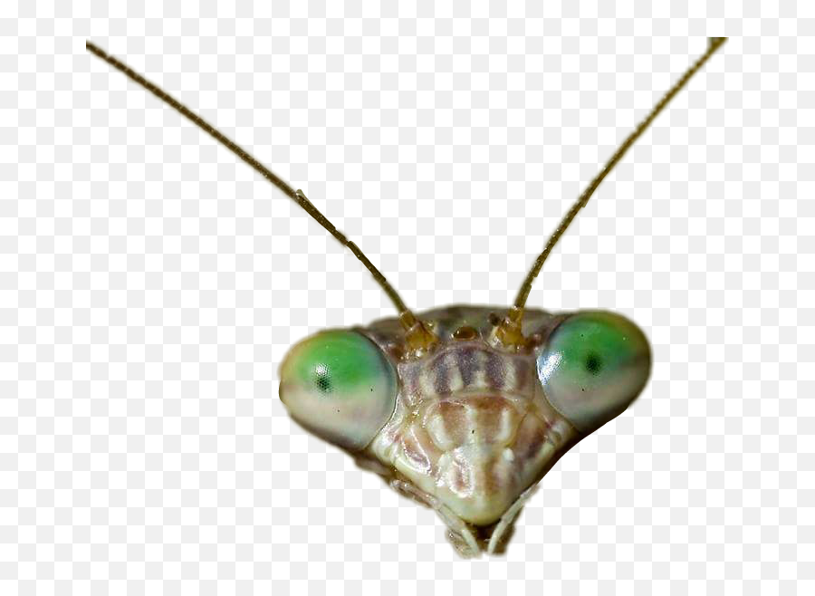Mantis Sticker - Parasitism Emoji,Mantis Emoji