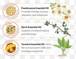 Frankincense Essential Oil Uses - Daphnes Emoji,Essential Oils Emotions Book