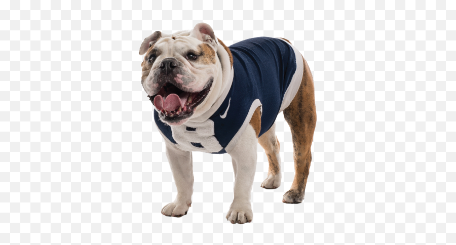 Stickers And Gifs - Dog Clothes Emoji,English Bulldog Emoji