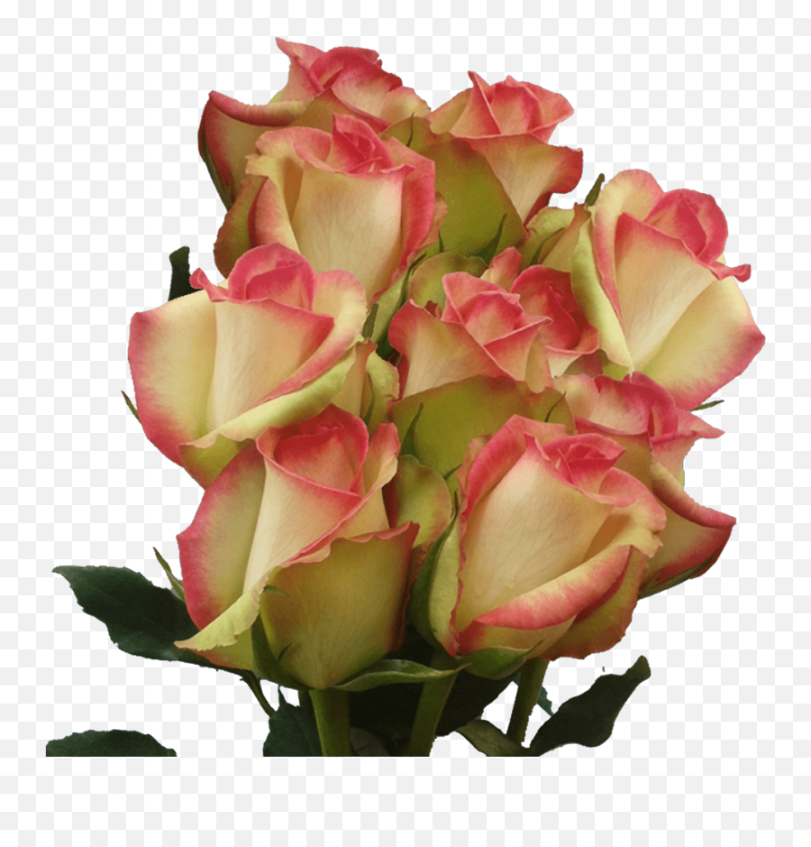 White Red Roses Bulk Roses For Sale - Transparent Multi Colored Roses Emoji,Sending Heart Emojis To Another Guy Vine